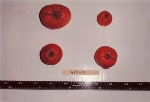 Click for 1 image(s) for this accession. FRUIT
